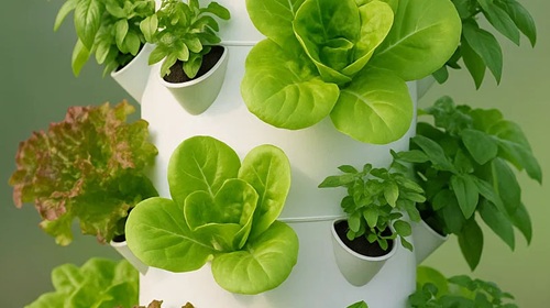 illustration of aeroponic tower growing basil and lettuce varieties