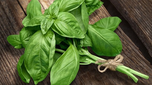 basil harvest