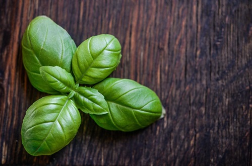 basil grown indoors