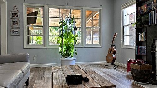 Hydroponic garden tower in a living room at home