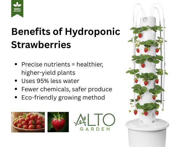 Benefits of hydroponic strawberries