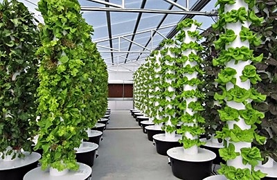 vertical hydroponic towers in a greenhouse