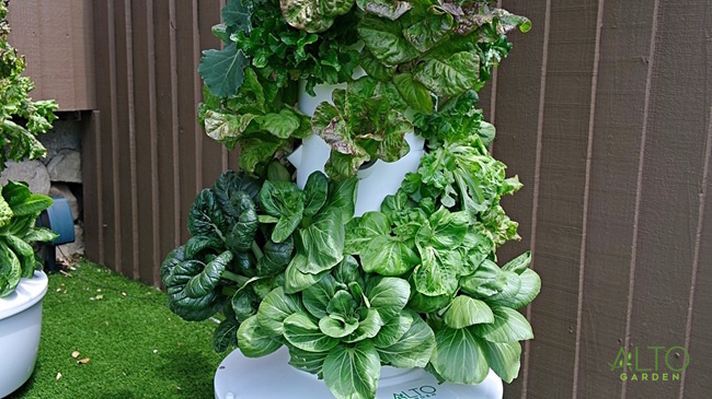 hydroponic tower growing bok choy hydroponic tower growing bok choy