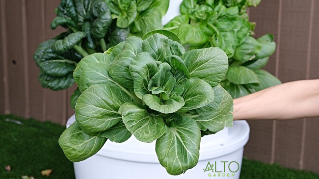 bok choy grown in a hydroponic tower
