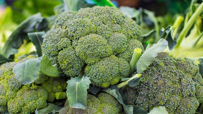 crowns of broccoli grown hydroponically