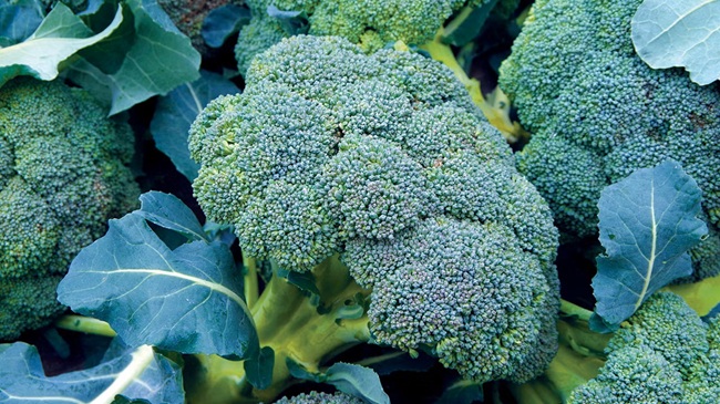 harvesting hydroponic broccoli