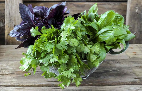 Cilantro harvest