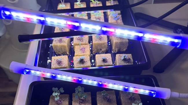 germination grow light with blue and red led