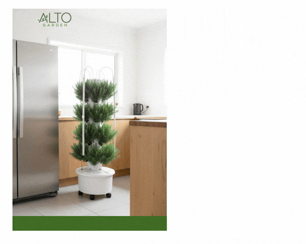 grow rosemary with hydroponic tower