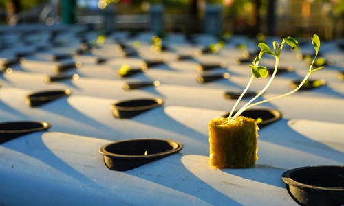 rockwool cube on nutrient film technique nft hydroponic system