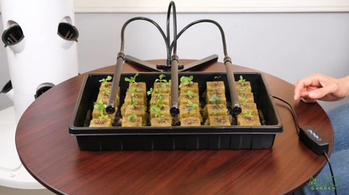 germination tray with seedlings in rockwool cubes