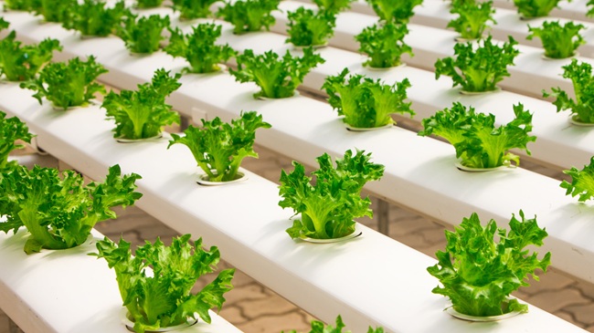 hydroponic lettuce growing with nutrient film technique