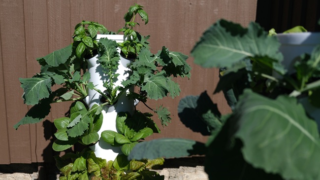 aeroponic towers growing basil, kale, lettuce, and cabbage