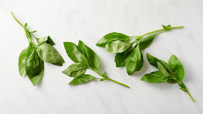 basil indoors on a white countertop