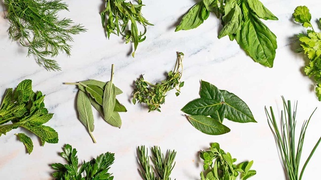 indoor grown herbs including basil, thyme, mint, dill and more