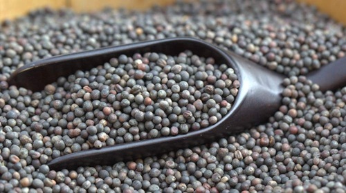 choosing kale seeds