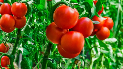 hydroponic tomatoes on the vine