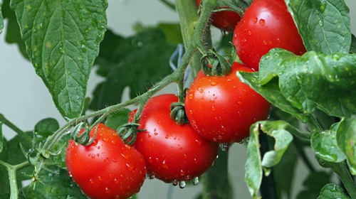 hydroponic tomatoes on the vine