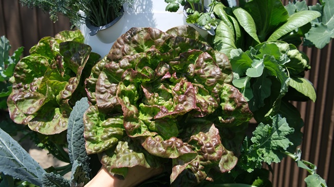 healthy pirat lettuce gleaming in a vegetable tower garden