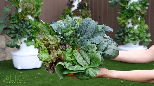 harvest of leafy greens from vegetable tower gardens