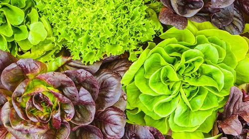 different lettuce varieties can be grown hydroponically