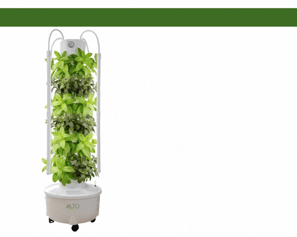 How to Grow Mint Indoors