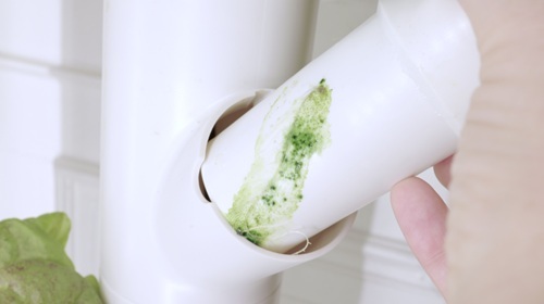 algae found in a hydroponic system