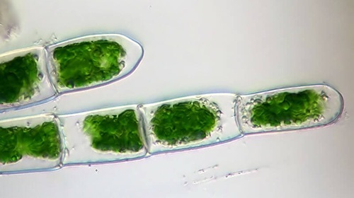 algae found in a hydroponic system