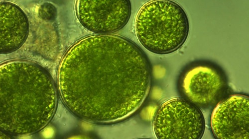 algae under a microscope