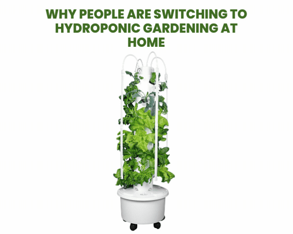 Hydroponic Gardening at home Hydroponic Gardening at home