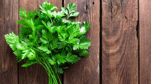 hydroponic flat italian parsley herbs with a rustic wood background hydroponic flat italian parsley herbs with a rustic wood background