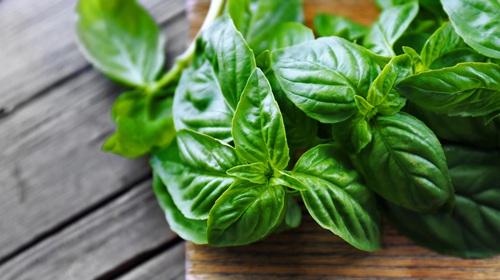 hydroponic basil herbs on a wooden cutting board