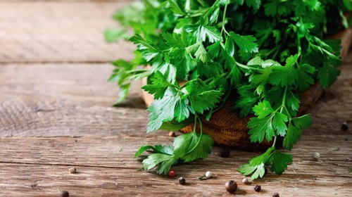 hydroponic parsley grown indoors hydroponic parsley grown indoors