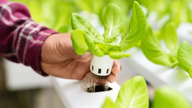 man holding lettuce grown in a hydroponic system