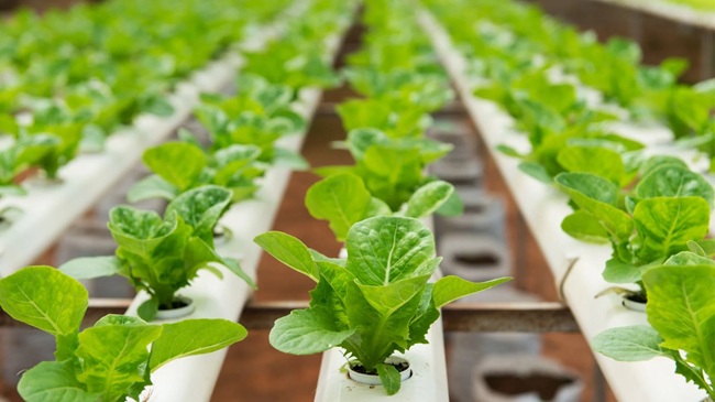 lettuce grown in a nutrient film technique hydroponic system