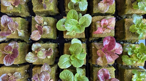 healthy lettuce variety seedlings