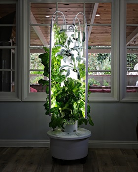 hydroponic tower with lettuce and kale