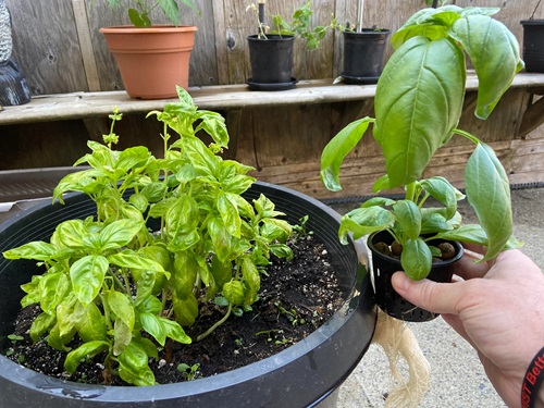 basil in soil vs hydroponically grown