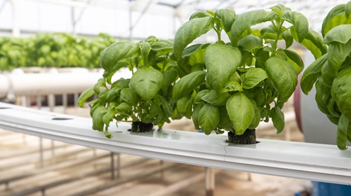 hydroponic basil