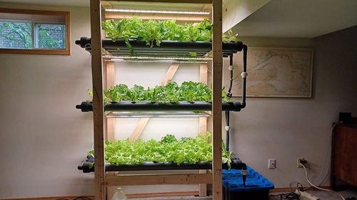 indoor hydroponic system growing lettuce