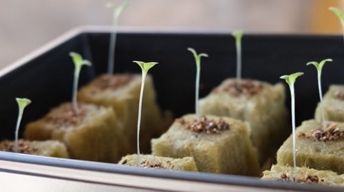 leggy seedlings in a germination tray