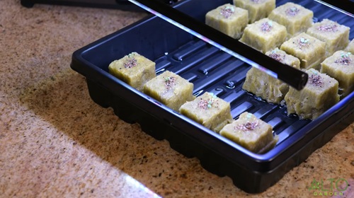 an led grow light for seedlings lighting rockwool cubes in a germination tray
