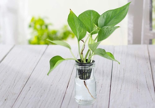 hydroponic plant in nutrient-rich water