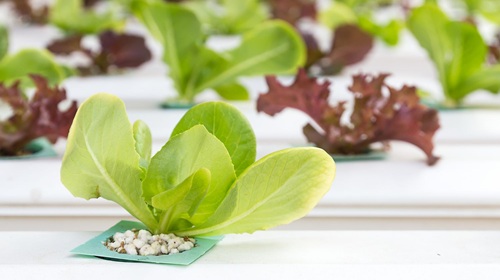 lettuce grown with hydroponic nutrients