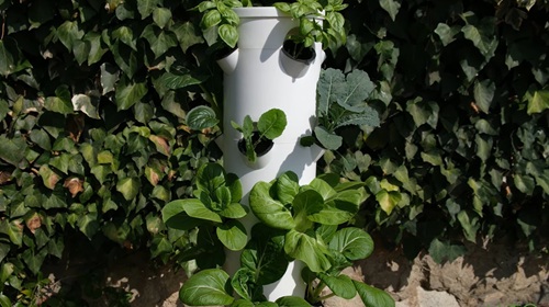 tower garden growing lettuce, cabbage and basil