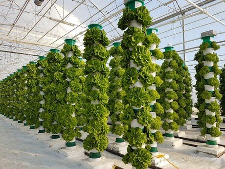 Vertical Hydroponic Farm