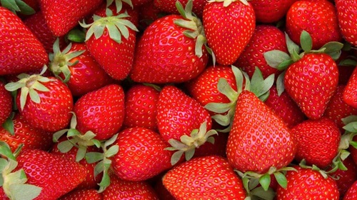 hydroponic strawberries