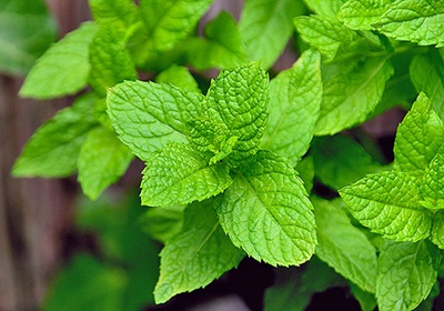 mint is very flavorful so use a little bit at a time