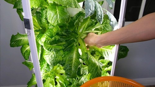 Woman harvesting a hydroponic tower filled with lettuce