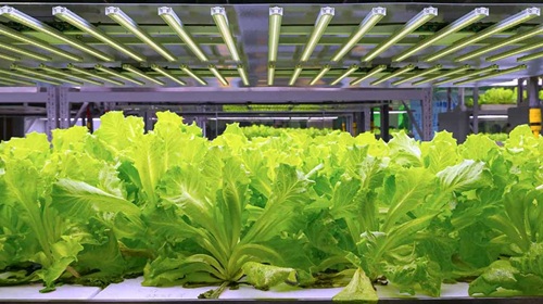 hydroponic lettuce under grow lights